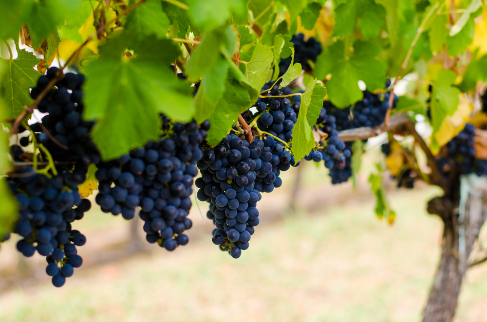 A day out at Yarra Valley